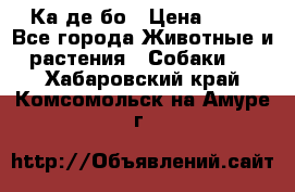 Ка де бо › Цена ­ 25 - Все города Животные и растения » Собаки   . Хабаровский край,Комсомольск-на-Амуре г.